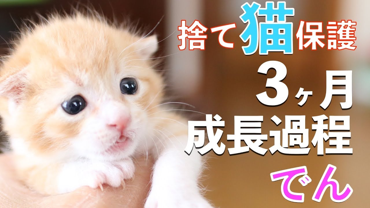 捨て猫でんの成長記録：捨て猫をゴミ袋から保護してからの３ヶ月の成長過程まとめ