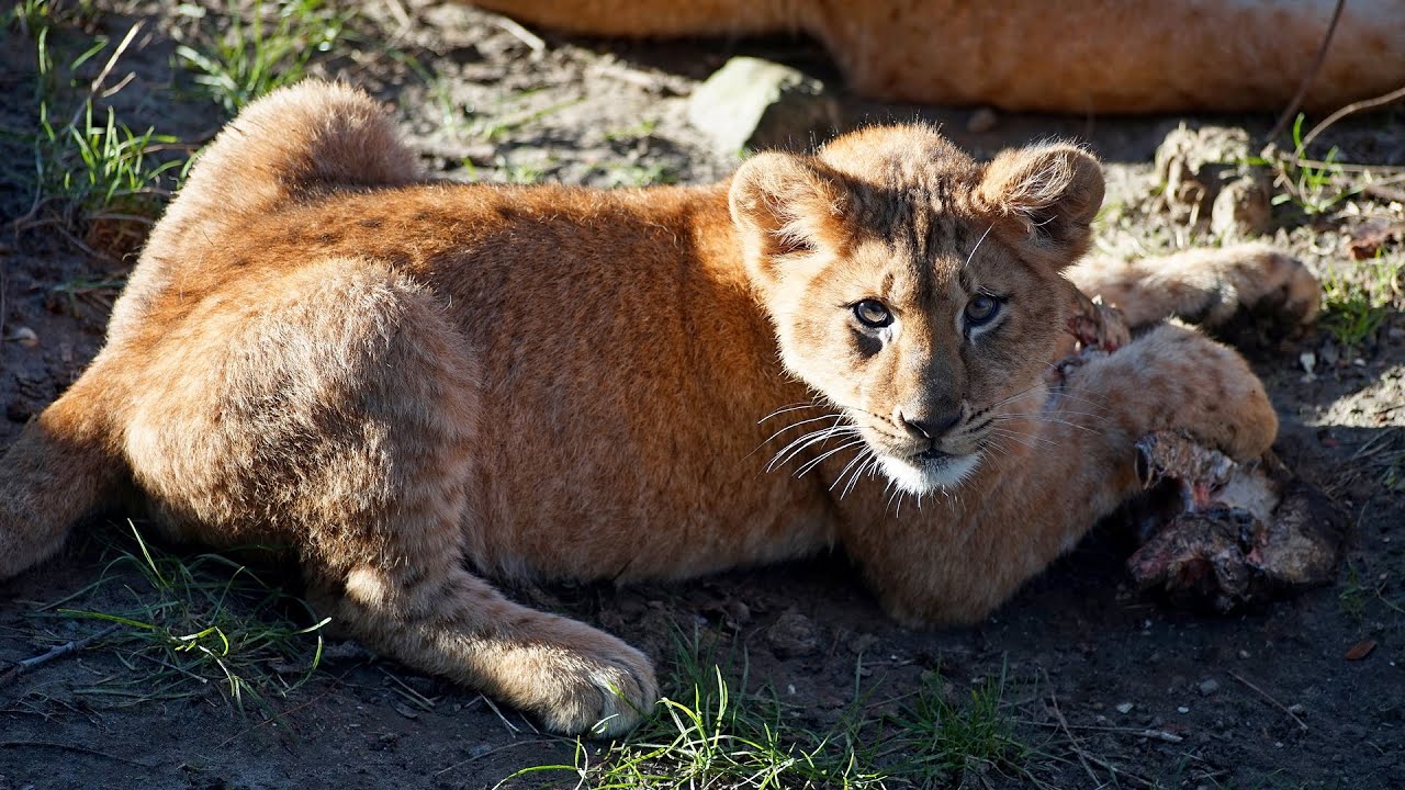 Leeuwen Zoo Antwerpen februari 2023  (Deel 1/3: 6-7-8 februari)