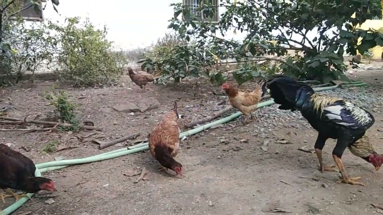 murga female vlog