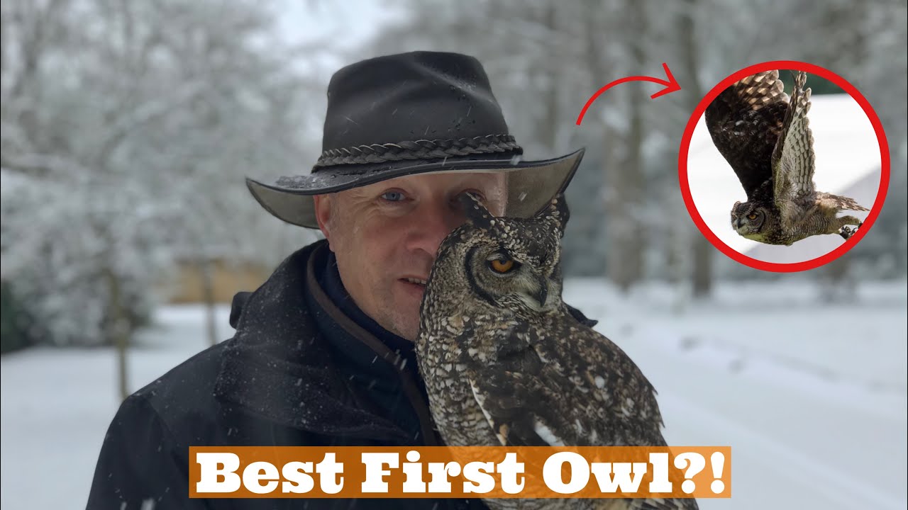 The BEST First Owl? African Spotted Eagle Owl, What Should be Your First Owl?