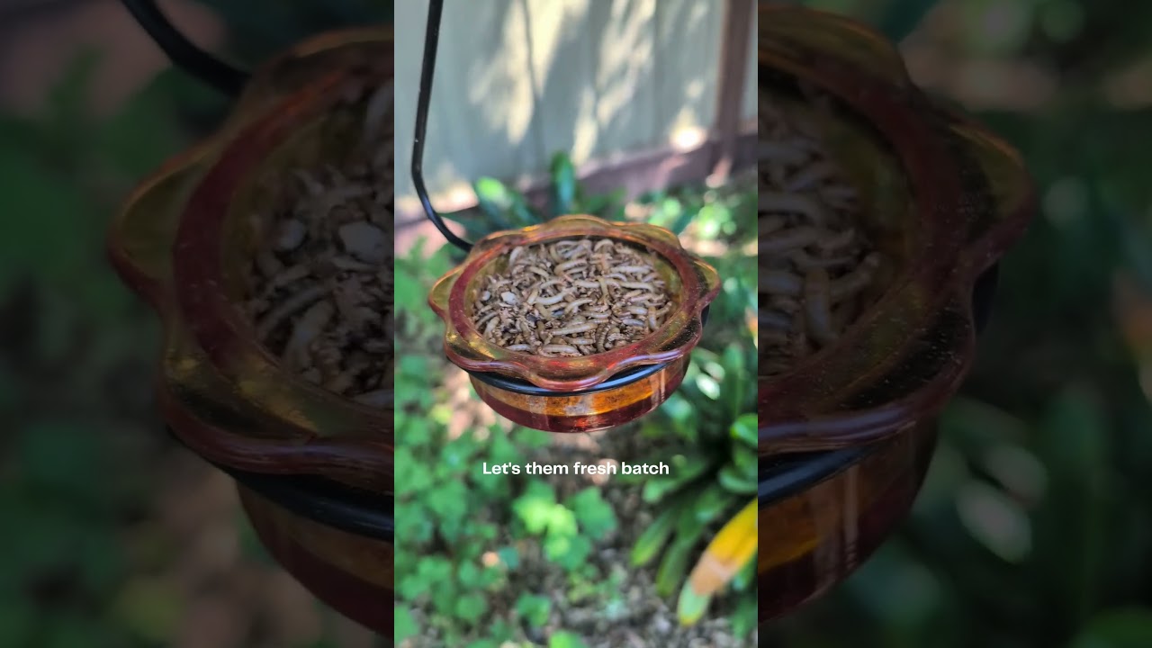 Feeding time - giving the backyard birds a fresh batch of live mealworms.