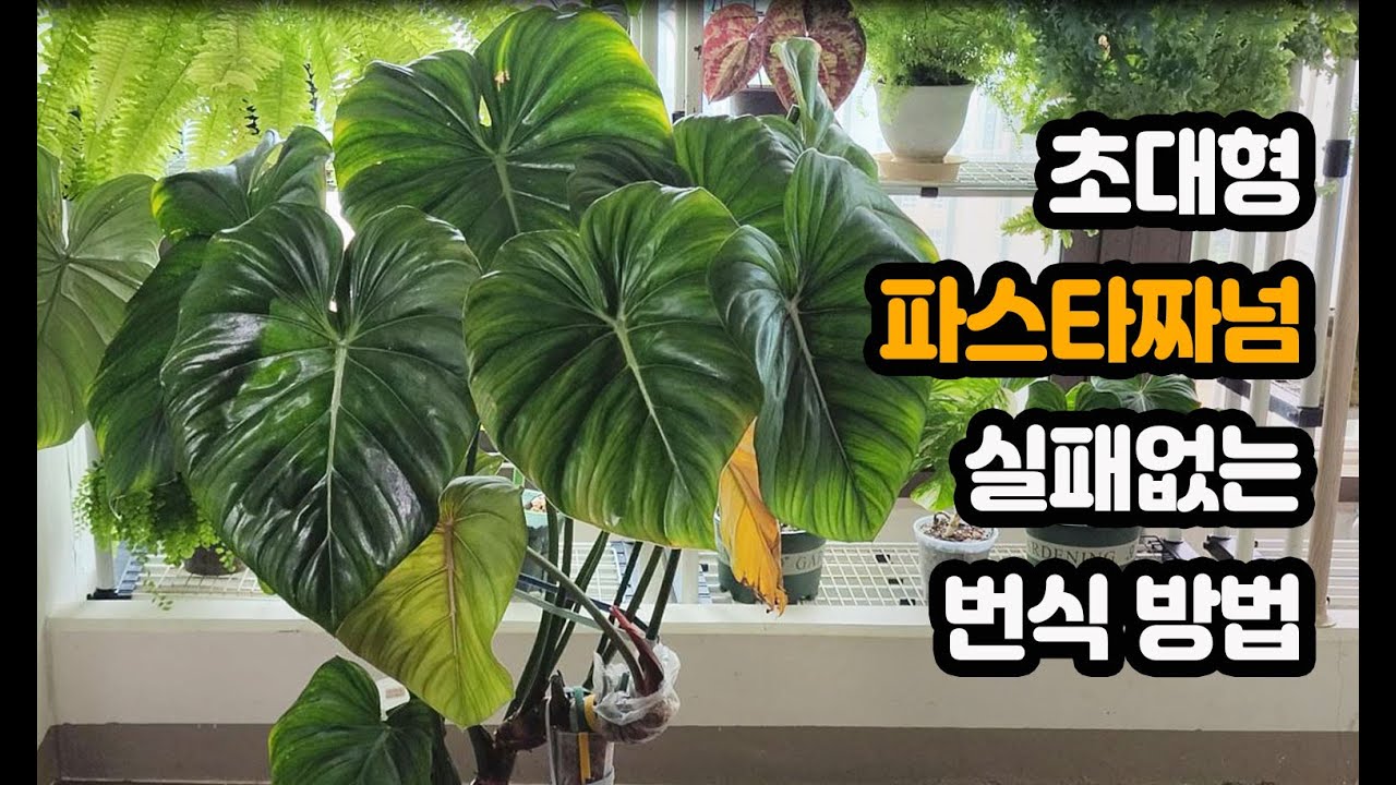 필로덴드론 파스타짜넘 컷팅, 탑수 식재 (아파트에서 키운거 맞아요) 파짜인줄 알았지만 맥도웰 그래도 괜찮아!