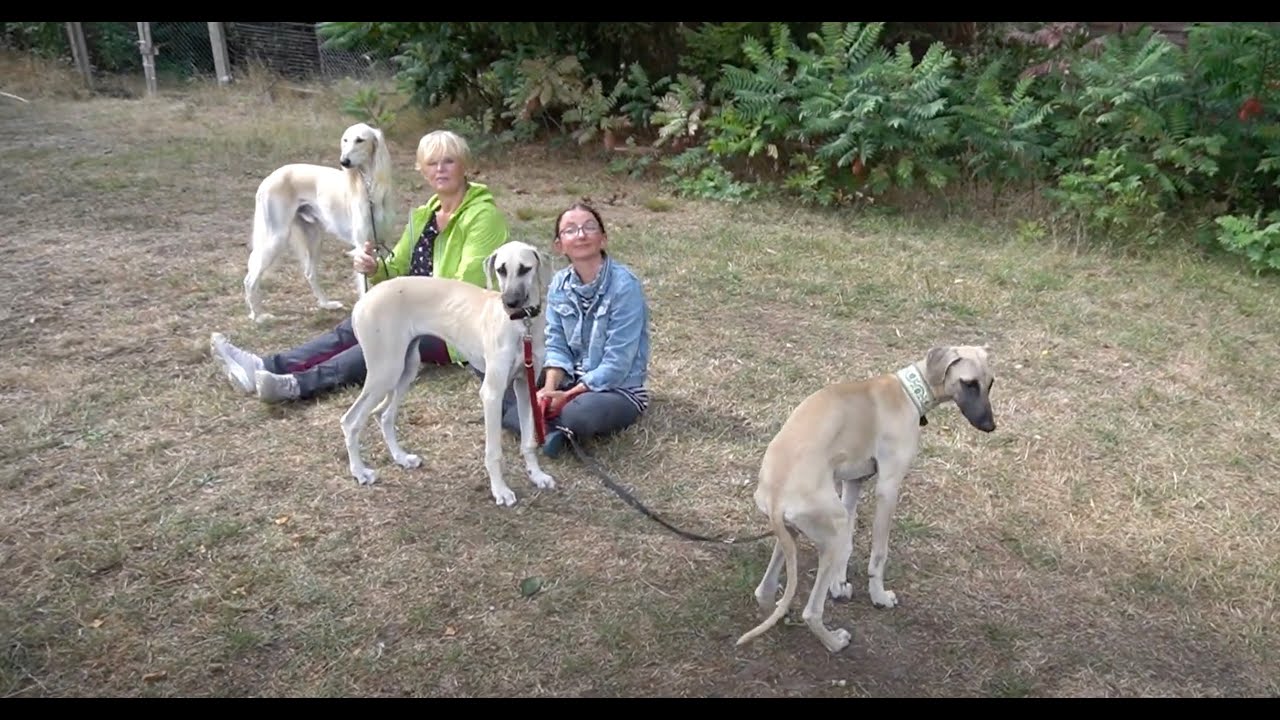 Sluki - Nordafrikanischer Windhund - Kurzvorstellung in Landstuhl.