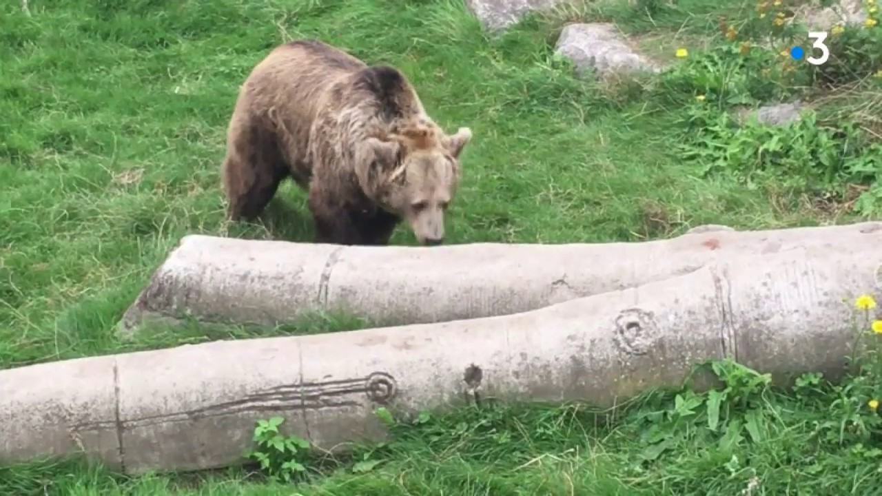 Zoo de Fort-Mardyck : les ours Kiwi et Domi vont &ecirc;tre plac&eacute;s dans une r&eacute;serve