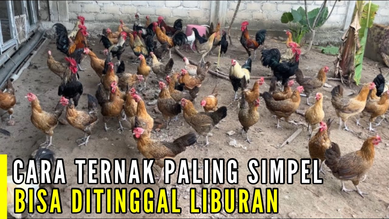 Cara Ternak Paling Simpel - Bisa Di Sambi Liburan !!