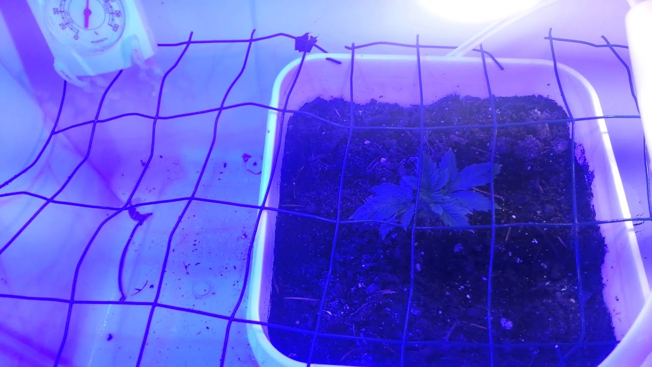 Greenman's scrog box white widow micro grow