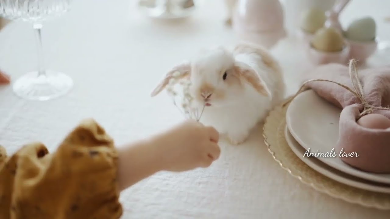 cute rabbit funny rabbit videos | compilation 2023  Animalslover #animalslover