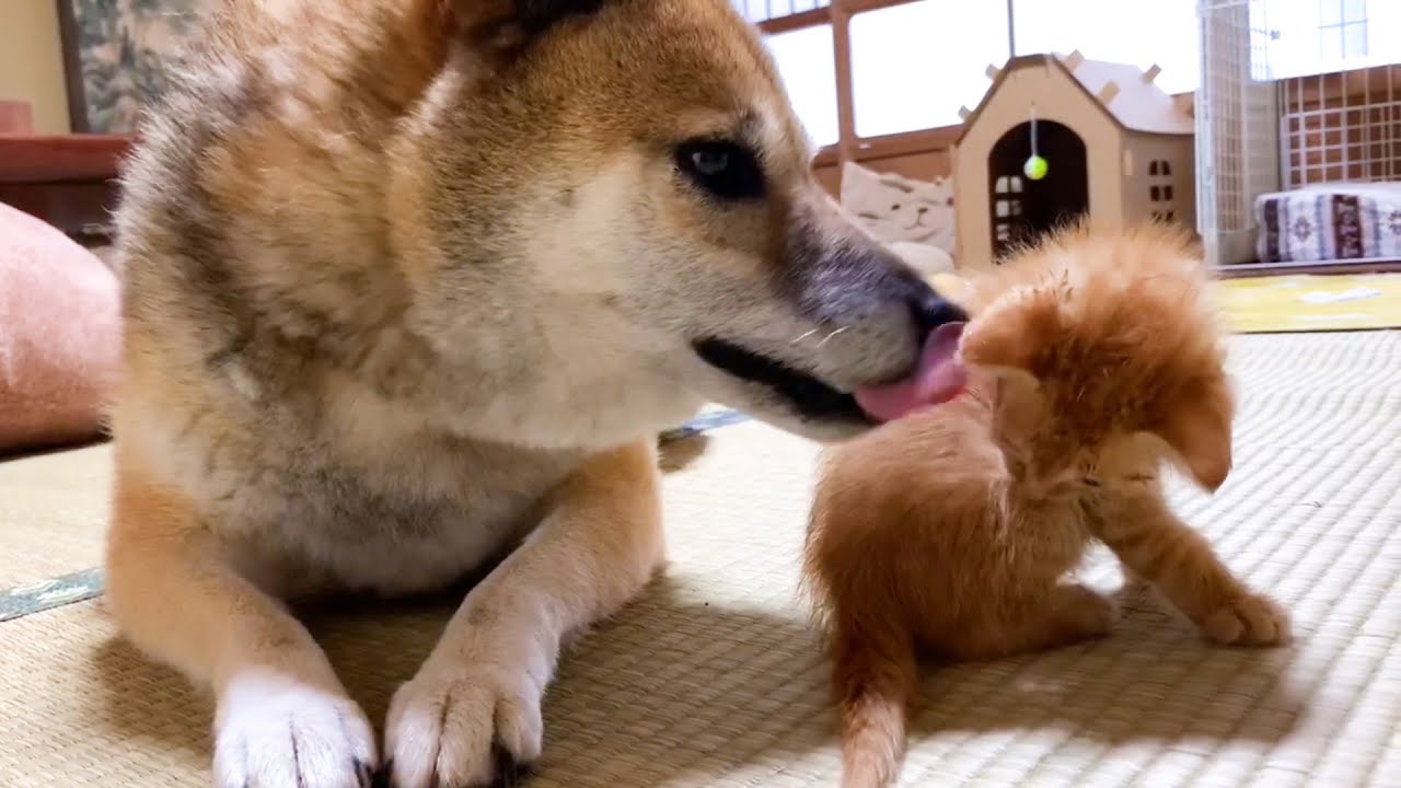 子猫と柴犬 種を超えた男同士の絆が生まれました♥ Kitten and Shiba Inu