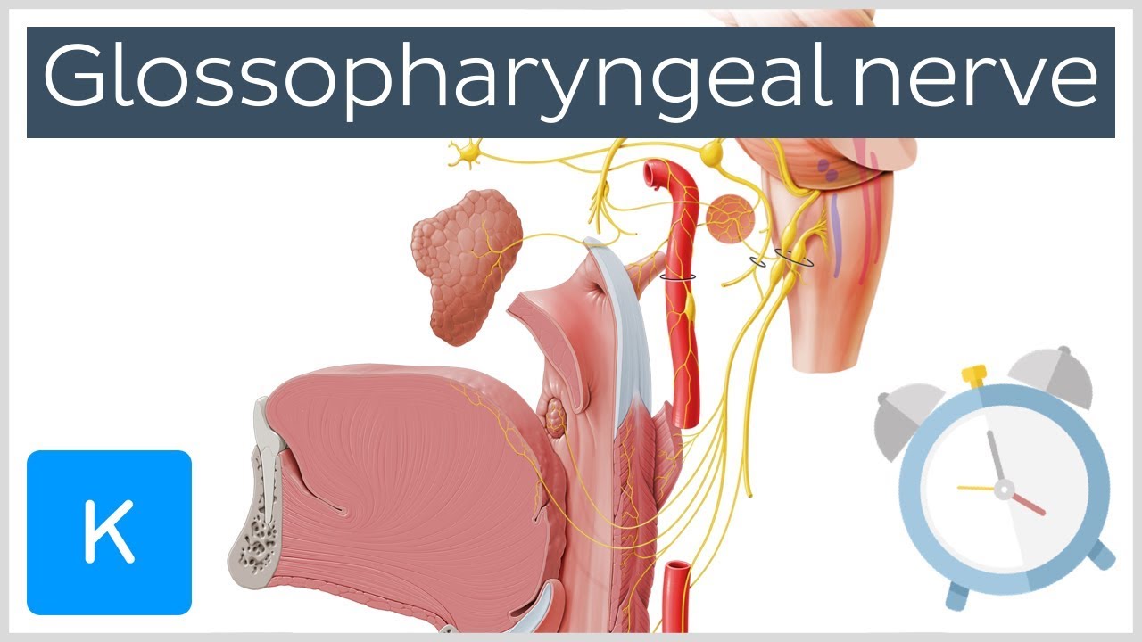 Glossopharyngeal Nerve Overview in 5 minutes - Human Anatomy |&nbsp;Kenhub