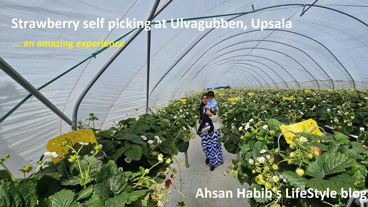 Strawberry plucking at Ulvagubben, Upsala (Ulvagubbens sj&auml;lvplock)