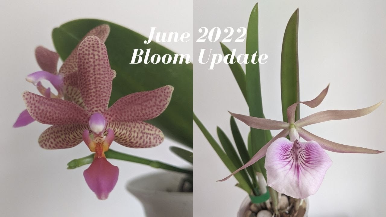 June 2022 Orchid Collection Bloom Update | Orchids Love Summer in NYC 🌸❤️