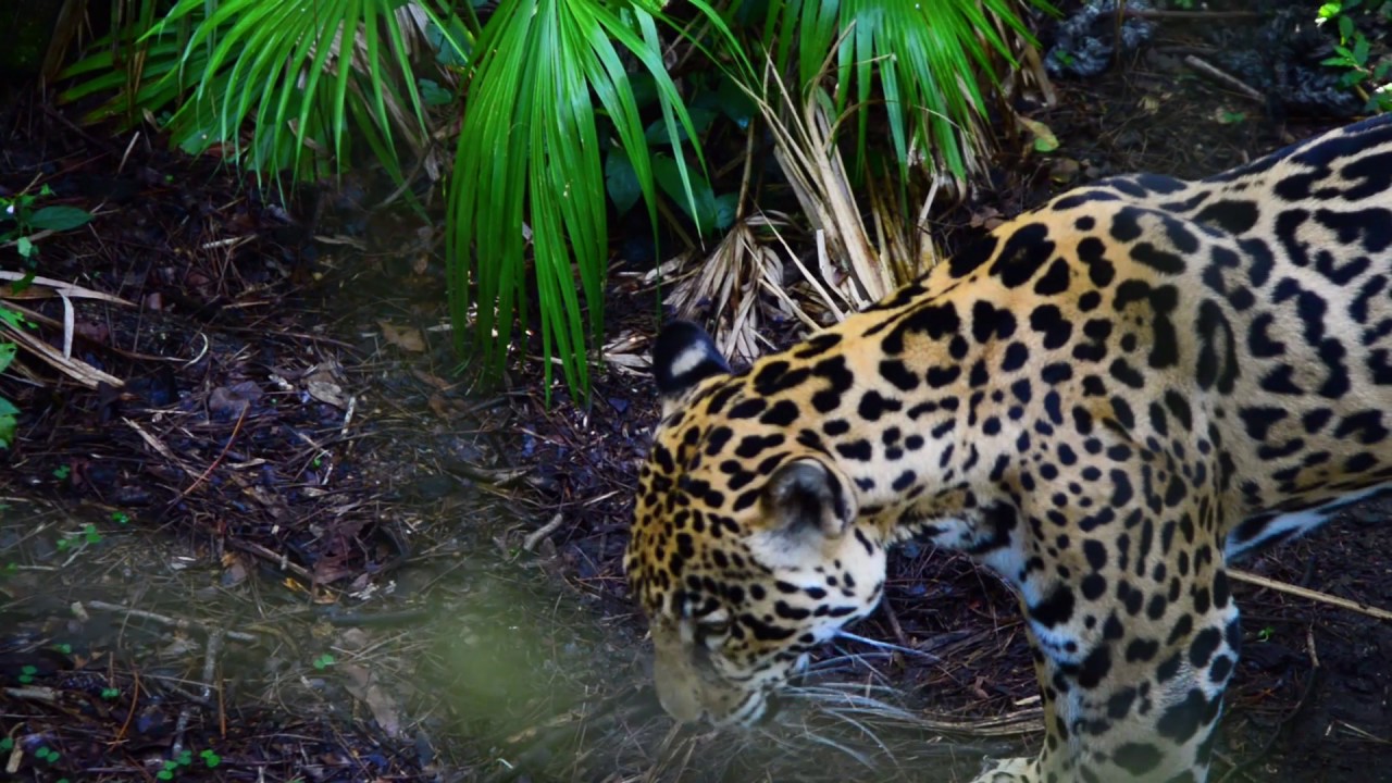 Learning About Jaguars at the Belize Zoo with Junior Buddy!