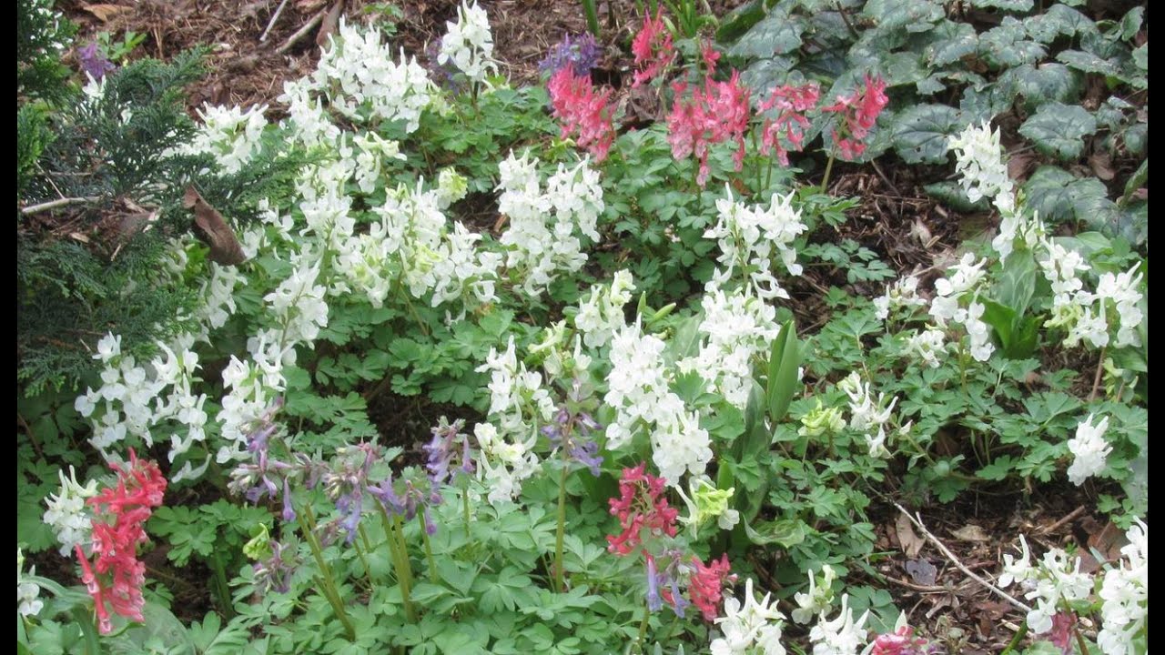 Bulb Log Video Diary Supplement Corydalis colours
