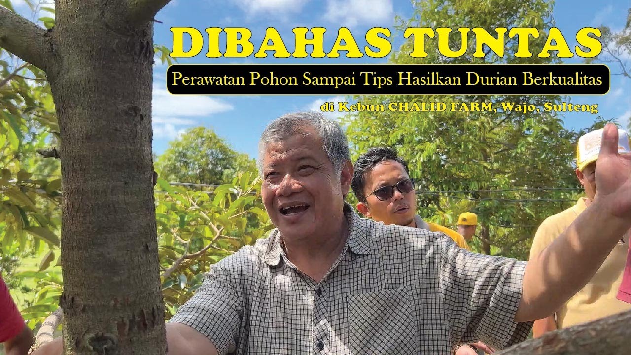 Perawatan Pohon Sampai Tips Hasilkan Durian Berkualitas Dibahas Tuntas di Kebun CHALID FARM, Wajo, S