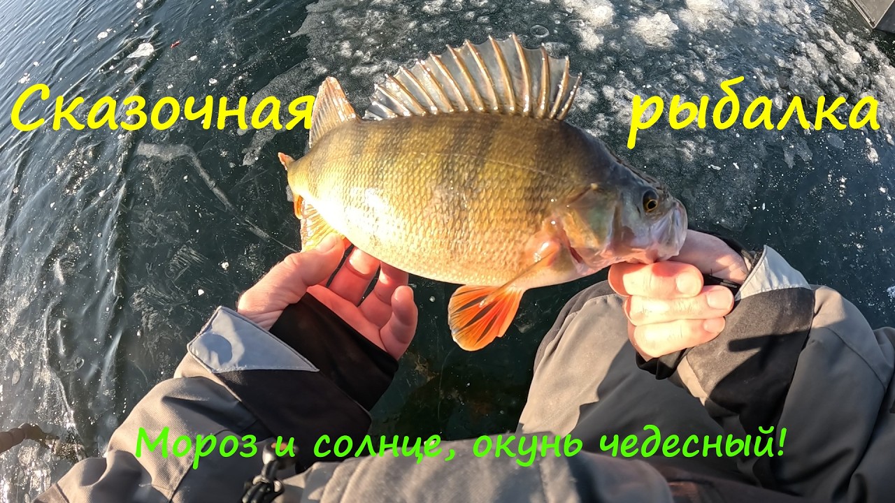 Сказочный день на рыбалке. Огромные окуни на мормышку.
