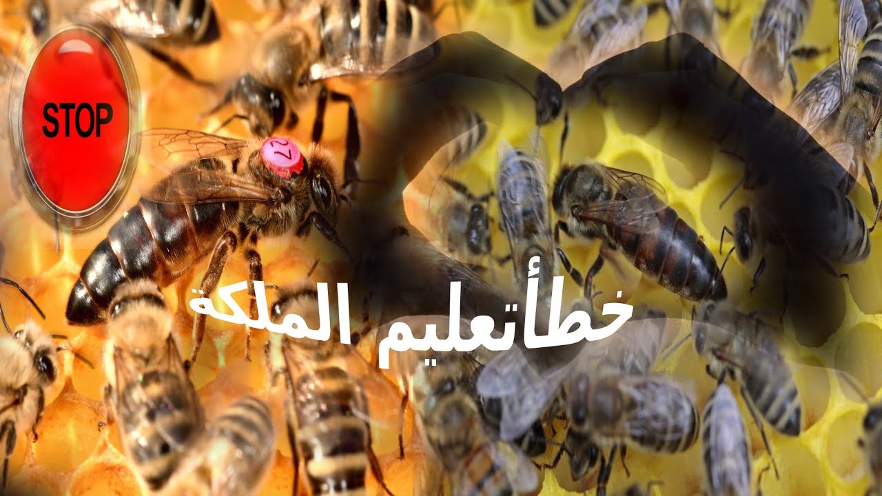تعليم ملكة النحل تقليد وتعويق.