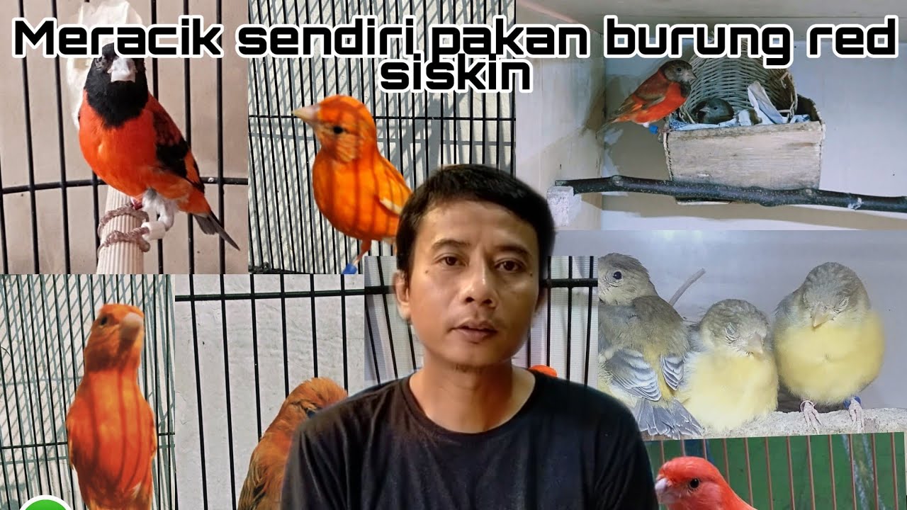 Meracik sendiri pakan burung red siskin