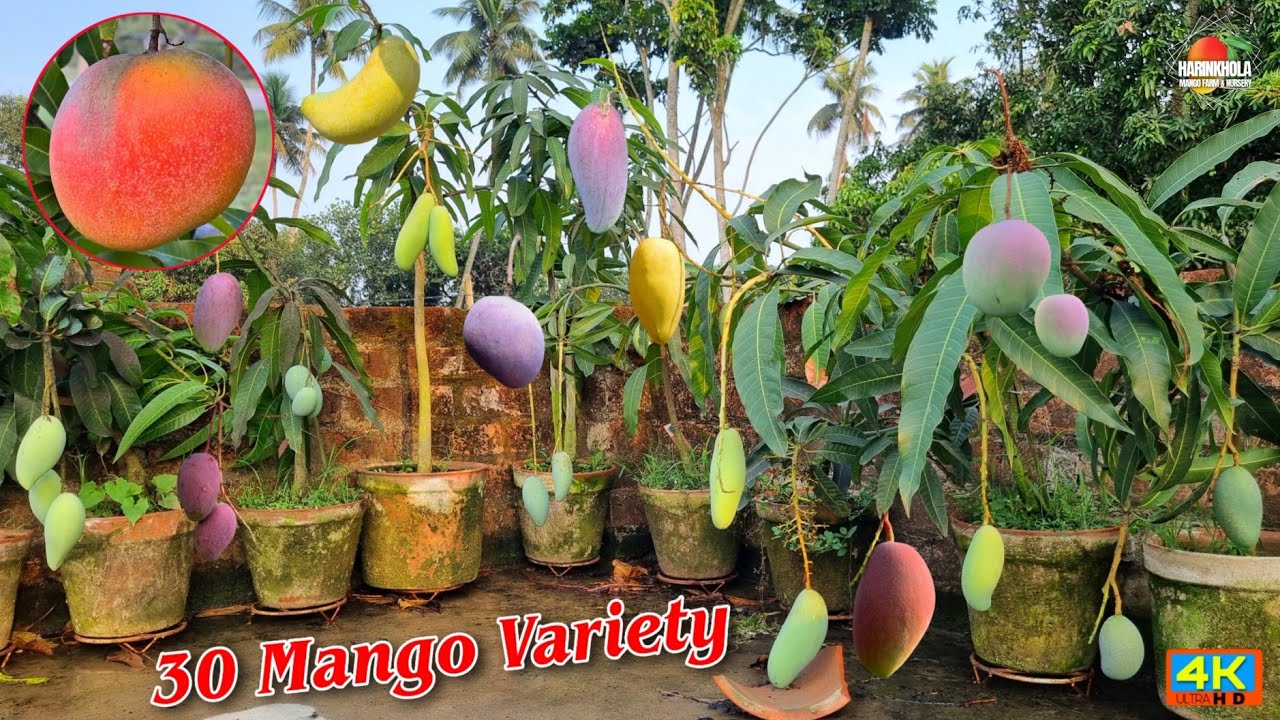 Rooftop Garden 10 best mango variety