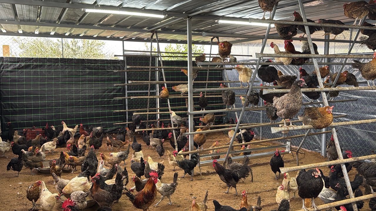 الحساب الحقيقي الربح +العلف