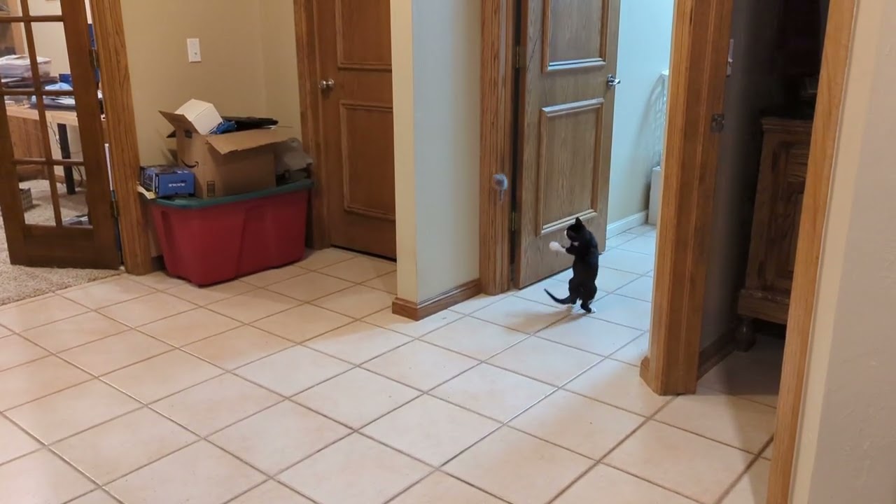 Stinky running off with his toy
