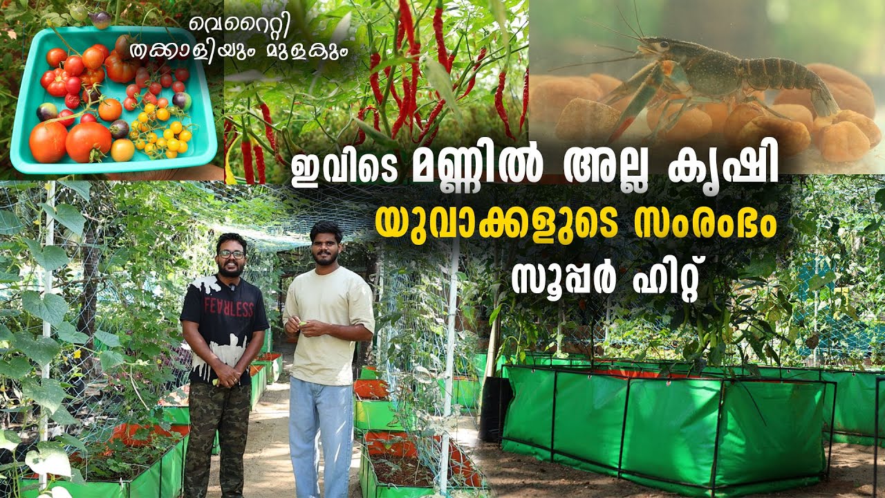 ഇവിടെ മണ്ണിൽ അല്ല കൃഷി | ഹിറ്റായി യുവാക്കളുടെ ജൈവപച്ചക്കറിത്തോട്ടം |  Innovation in Agriculture