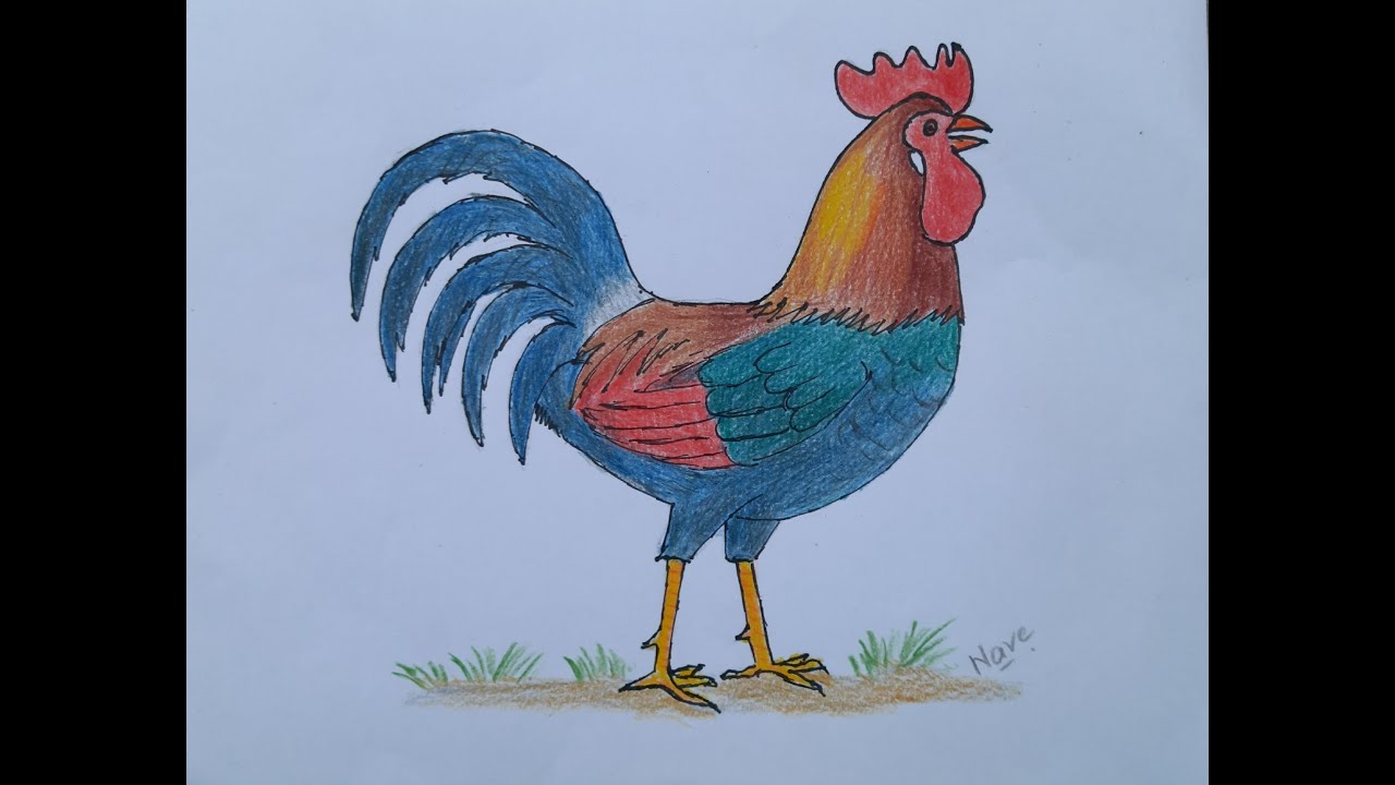 Rooster Drawing using Colour Pencils | Birds Drawing | Easy Colouring of Fighting Cock for Kids |