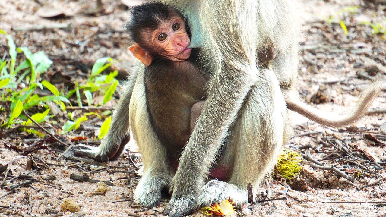 From Helplessness to Independence: Watch This Baby Monkey Grow!