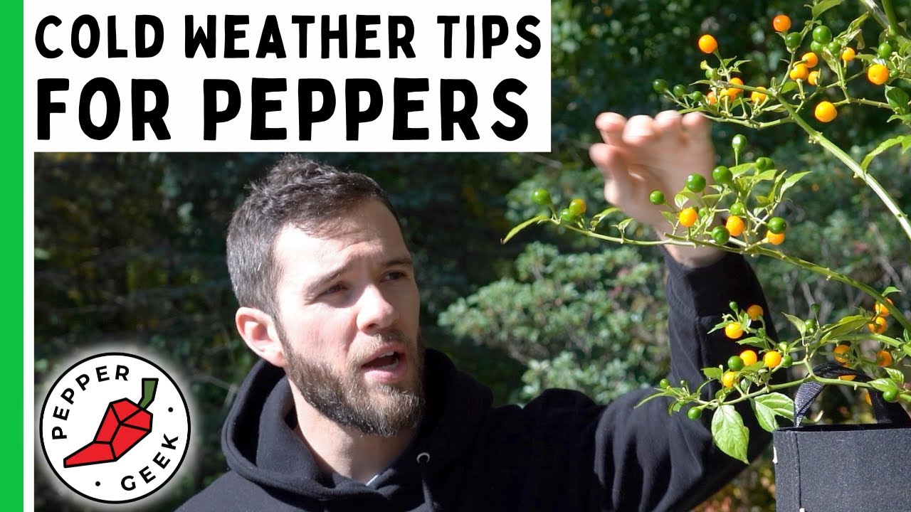 Советы по выращиванию перца в холодную погоду &mdash; Pepper Geek