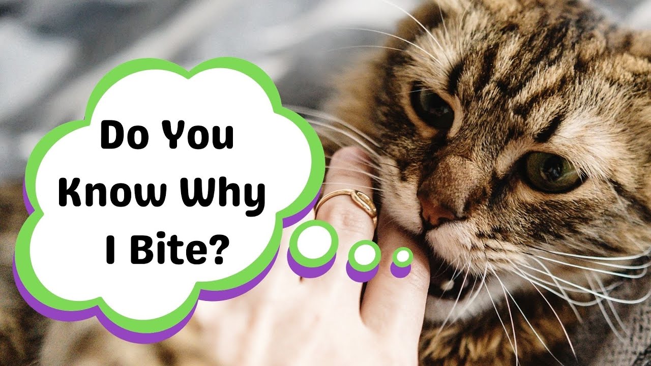 Why Does My Cat Bite Me? (The Truth About Cat Biting!)