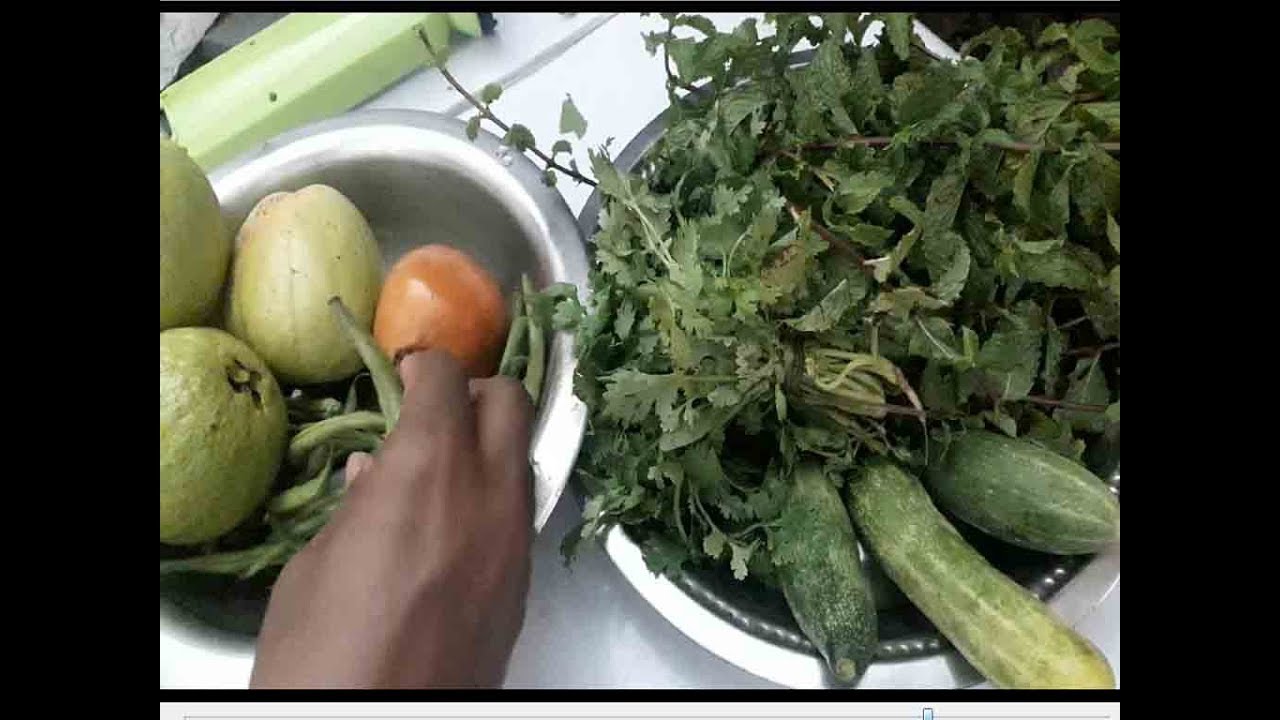 BUY RED FACTOR YSC & PINEAPPLE CONOUR|| PROGRESS CHECK ALL CONOUR BIRDS|| GREEN SALAD FOR ALL BIRDS.