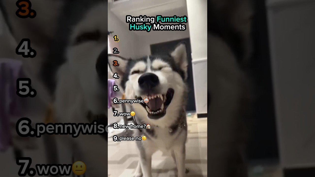 Ranking Funny Husky Moments😂