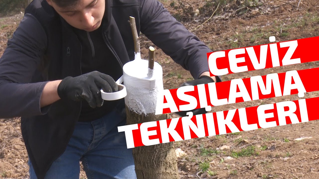 Ceviz Ağacında Aşı Çeşitleri ve Ceviz Aşısı Sonrası Verim