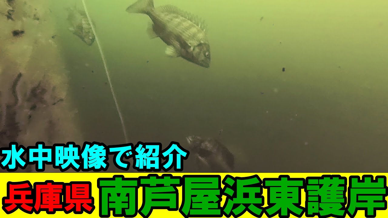 南芦屋浜東護岸の釣りを水中映像で攻略！芦屋浜の黒鯛ポイントを海中から分析