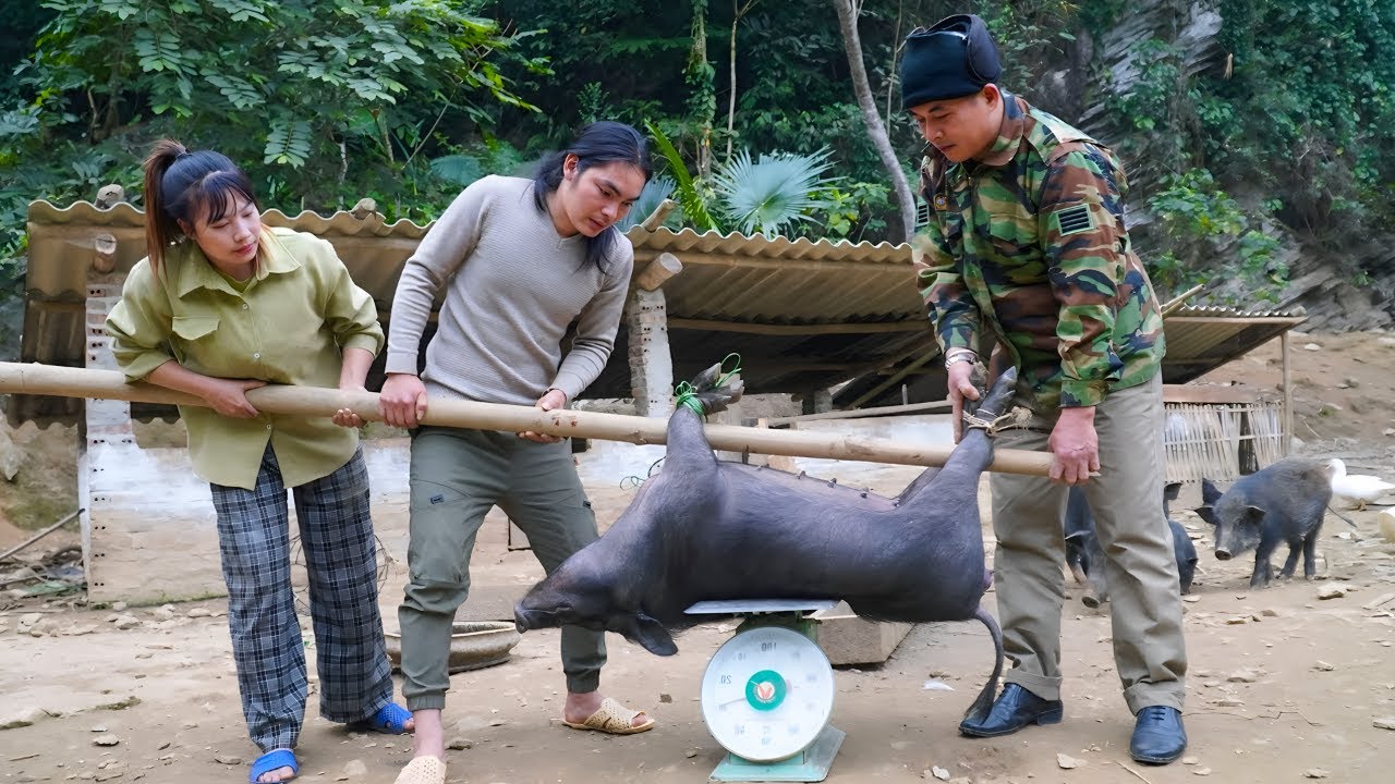 The couple decided to sell their pig for money - Harvest cabbage and apples to sell at the market