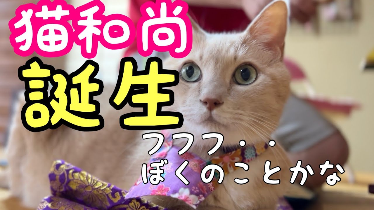【猫和尚誕生のひみつ第2弾】袈裟が重要なポイントなんだ