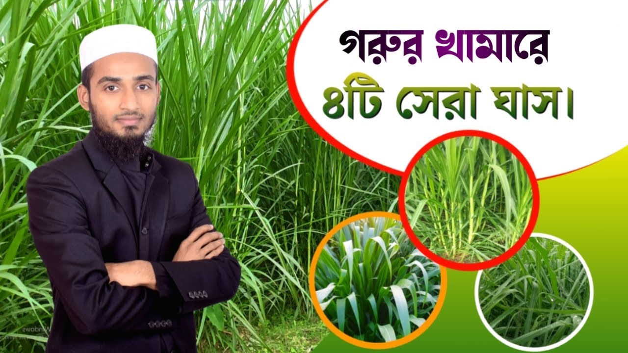 গরুর জন্য সেরা ৪টি ঘাসের জাত । ঘাস চাষ পদ্ধতি । ছাগল পালন । গরু পালন । জারা । গুয়াতেমালা । নেপিয়ার।