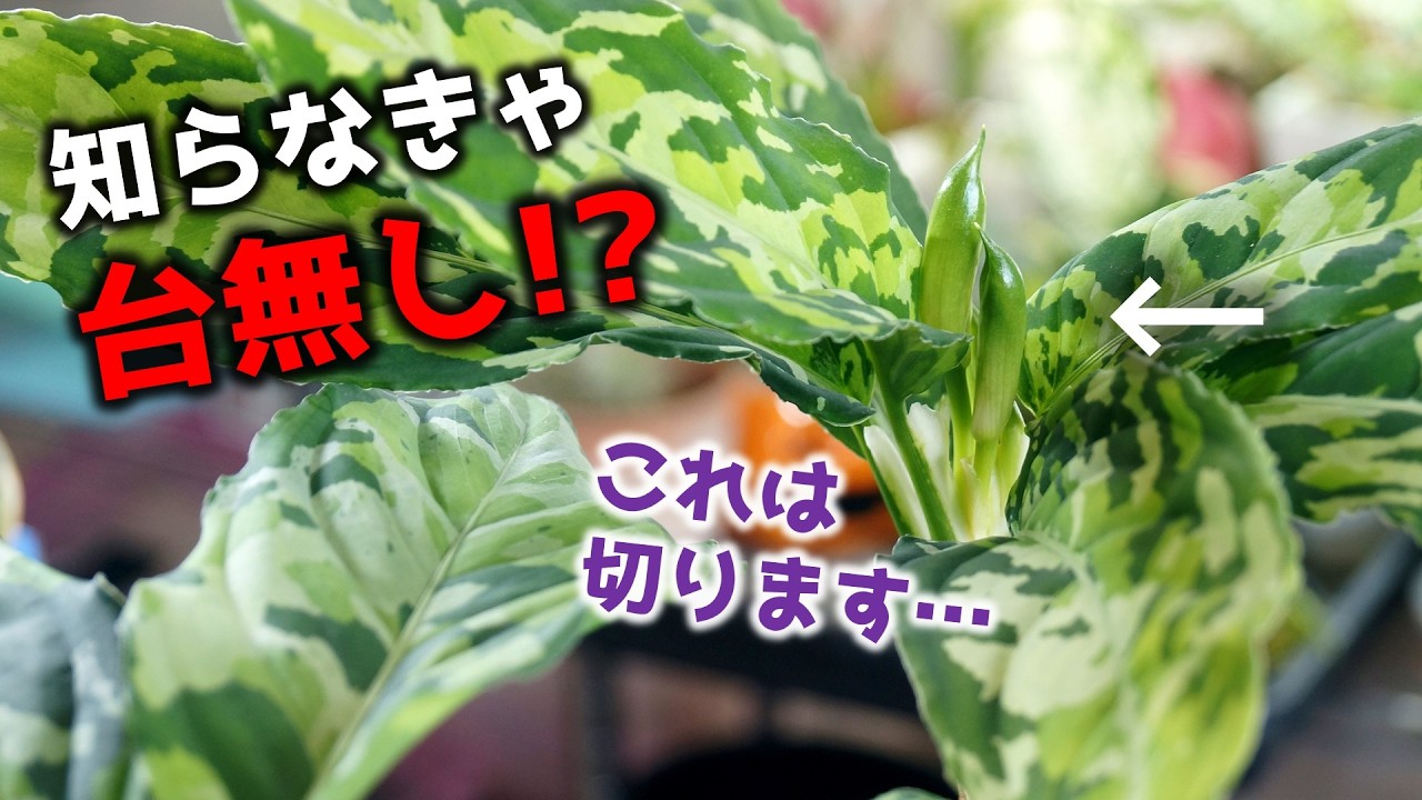 憧れの高級観葉植物、必ずやって欲しい花芽の処理と取り木の方法【アグラオネマ・ピクタム】