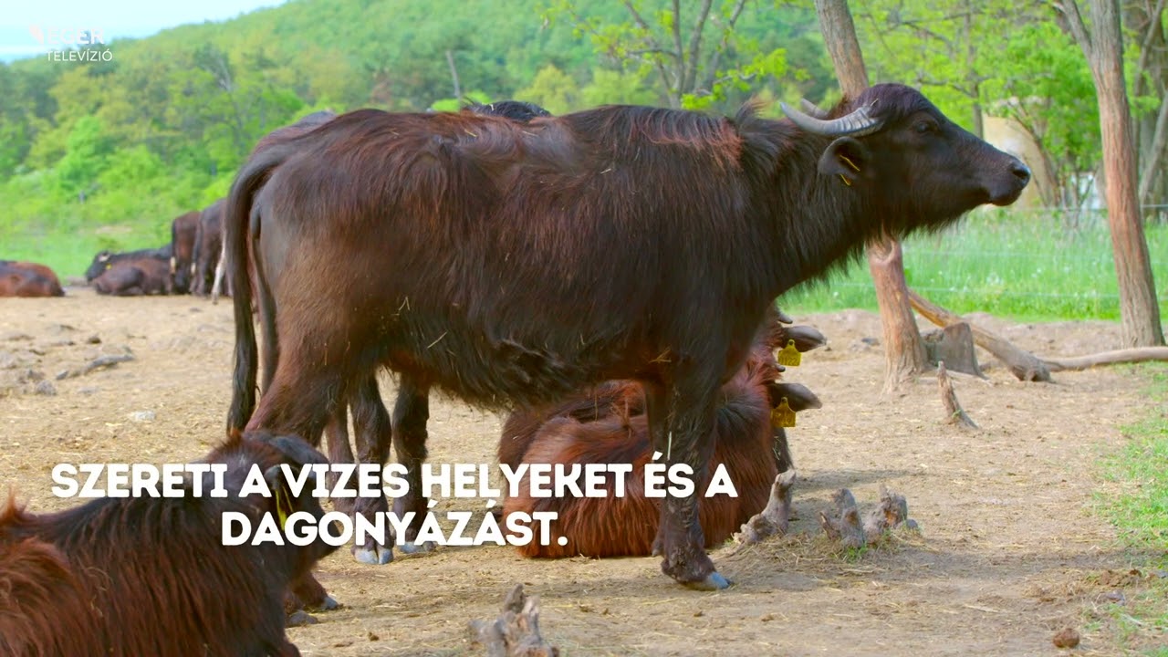 &Aacute;llati &eacute;rdekess&eacute;gek - Bivaly