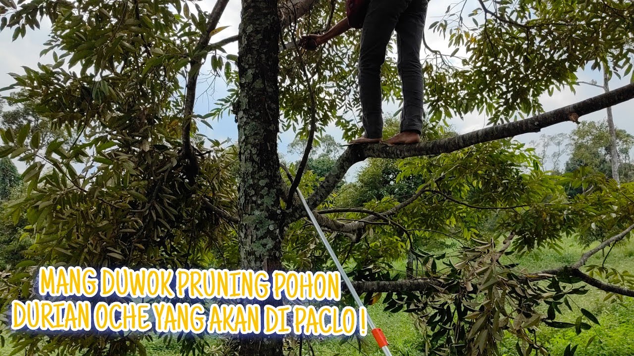 Mang duwok  pruning pohon durian oche yang akan di PACLO !