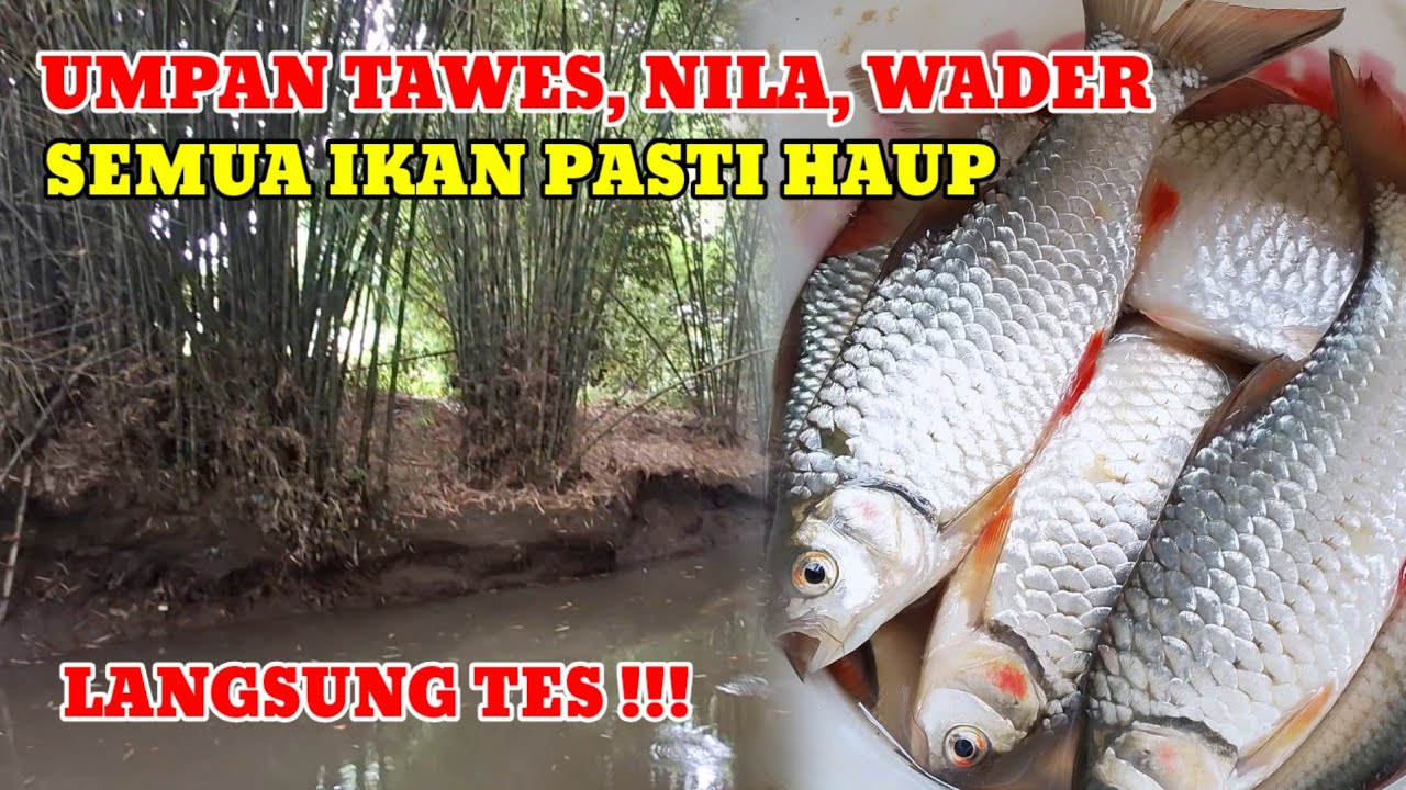 BUAT TETANGGA HERAN‼️PAKAI UMPAN PENGURAS IKAN