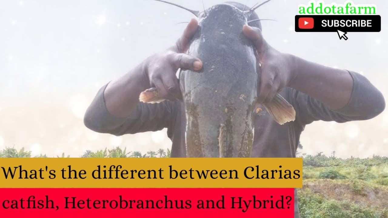 What's the different between Clarias catfish, heterobranchus and hybrid?