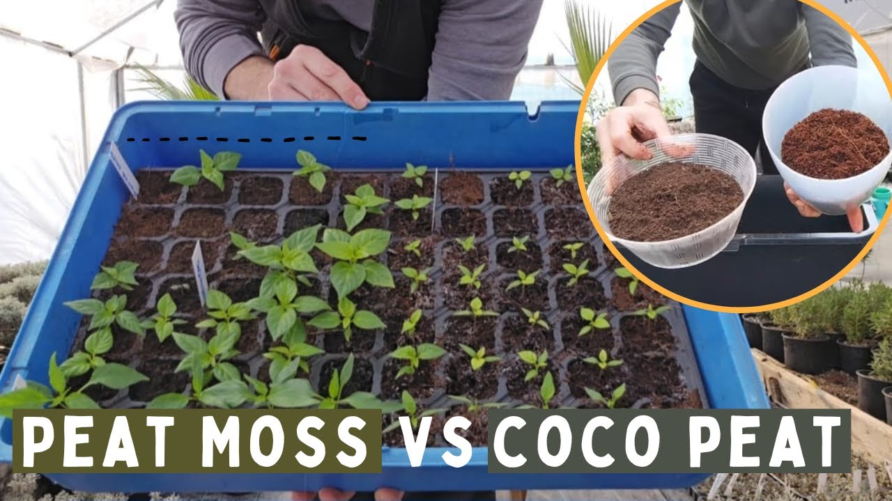 Coco coir vs Peat moss - which one is better?
