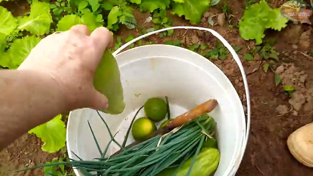A SAÚDE DAS VERDURAS E CHURRASCO PARA DOIS - VIDA NA ROÇA - RECANTO SOSSEGO #elizpatri