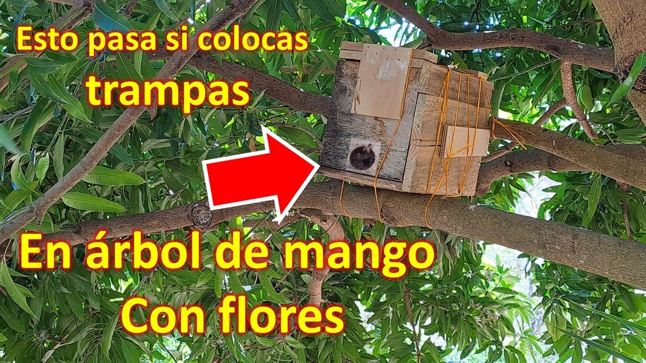 esto sucede si colocas trampas para abejas en arboles de mango que estan en floracion