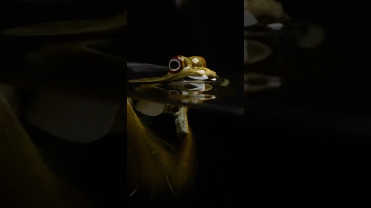 Relaxing Fly Tying ASMR: Zonked Out Frog for Bass #flytying #fishing #asmr