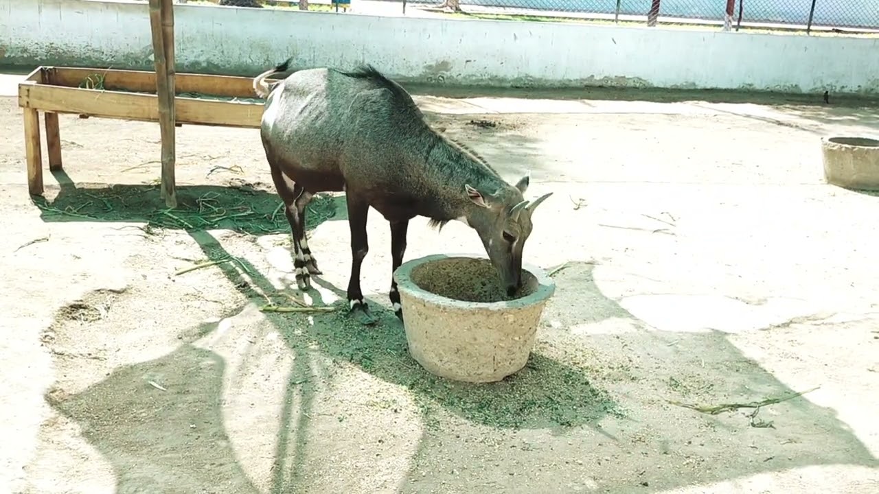 Neel Gaaey | Nilgai