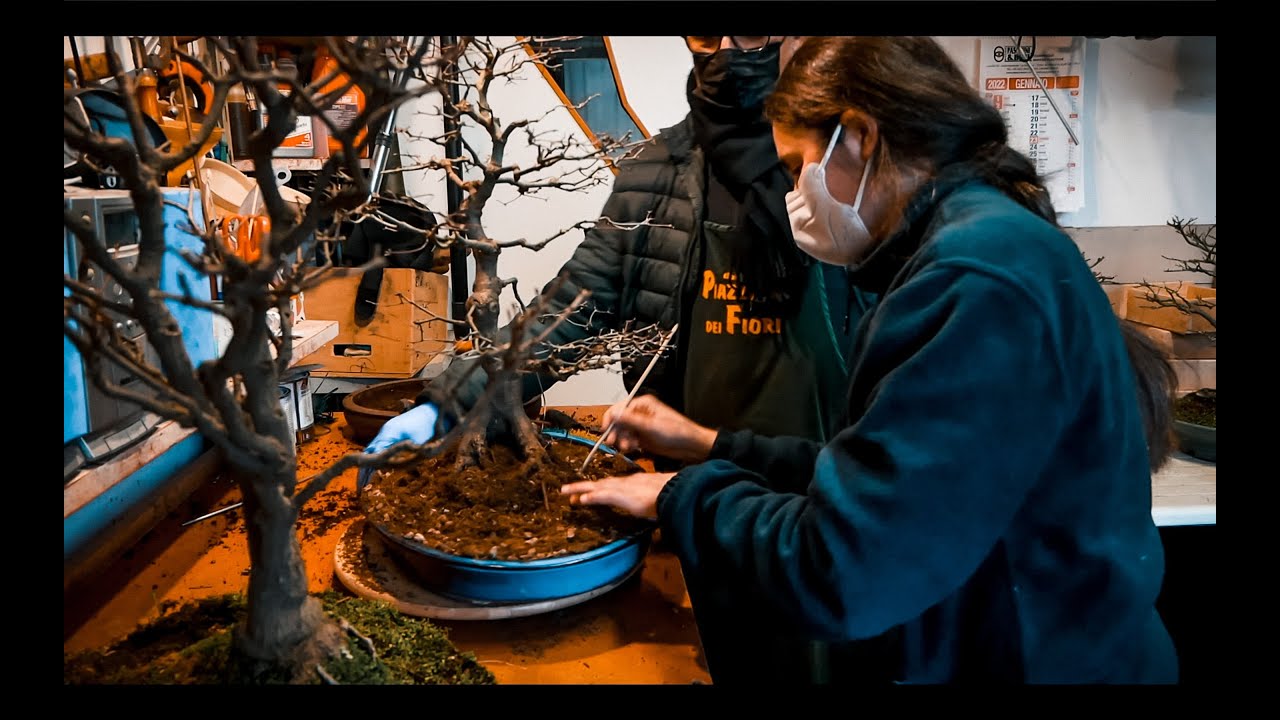 rinvaso in maniera alternativa un bonsai di acero, è il modo corretto?