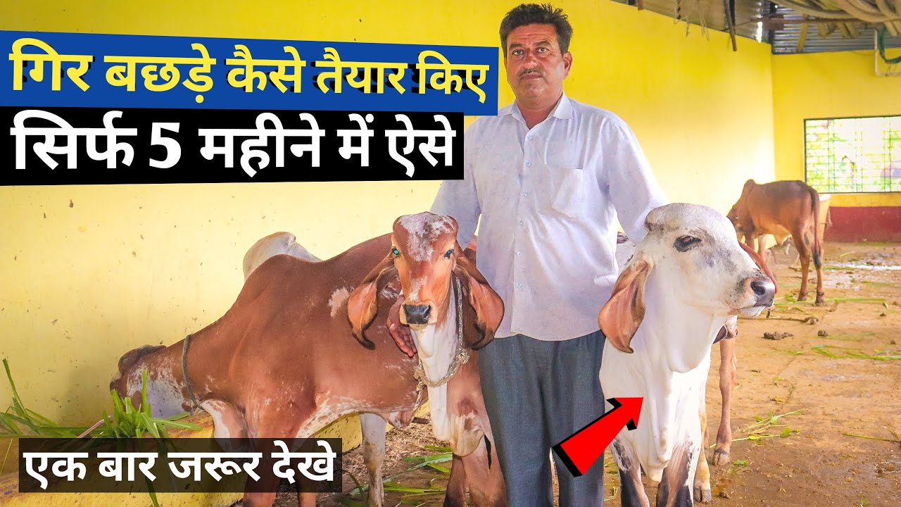 गिर गाय के बछड़े और बछड़ी कैसे तैयार करें | How to prepare calf