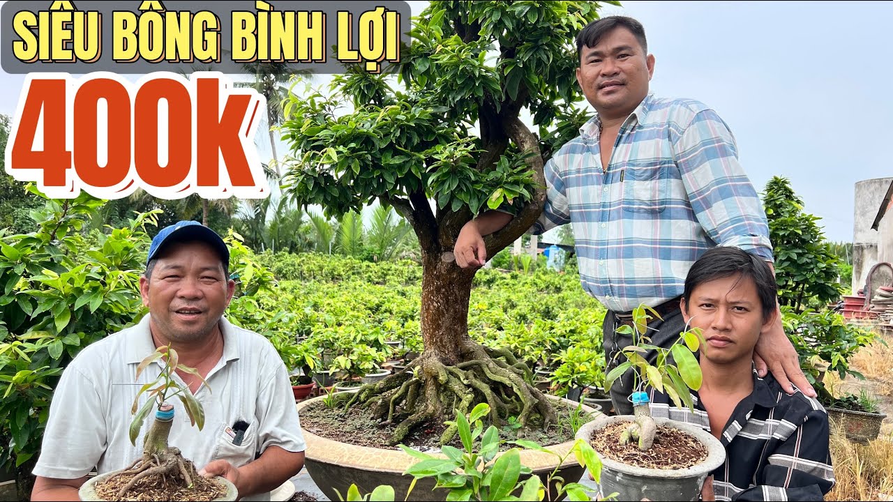 0366048123  SBBL 400k quá trời bo cây gốc nhớt tứ quý cổ vip ghép giảo 50 giống mai vàng Miếng Dung