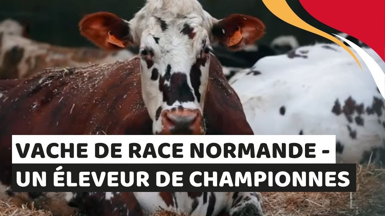 Rencontre avec un éleveur de vaches normandes